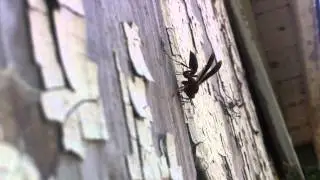 Red Paper Wasp Gathering Wood Pulp