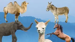 The Equines in Action: Horse, Elephant, Camel, Llama, and Donkey