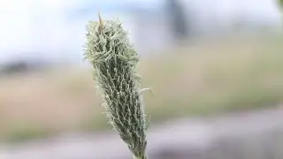 ТИМОТИ ГРАСС (Phleum pratense)