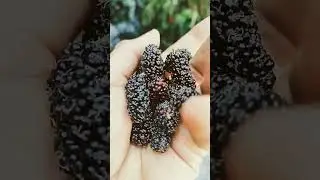 LEFT & RIGHT HAND EATING BLACK MULBERRIES #pick #eating #sweet  #mulberry #asmr #rurallife #shorts