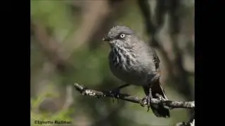 Chestnut vented Tit babbler call