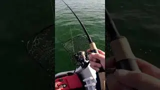 Catch More Walleye By Doing This! #short #walleyefishing #fallfishing #walleye