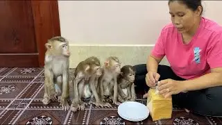 4 Siblings Sit Very Mannerly Waiting Mom To Prepare Dinner Treat For Them To Eat Very Yummy!!