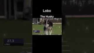 Dog agility champions on weave poles #shorts #agility #dogshow #dogtricks #amazing #slowmotion