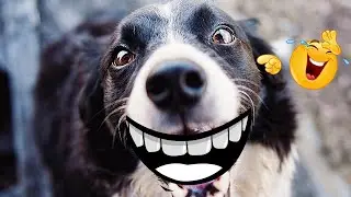 Best Funny Pets Video Relatable Compilation TikTok