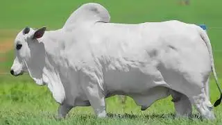 Montreal da Santa Nice (GRIC4573). Dolve x Denso DS x C2569 da MN. Alta Genetics