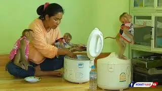 Monkey Family | Cuties Tiny Olly With Baby Luna Eating Rice