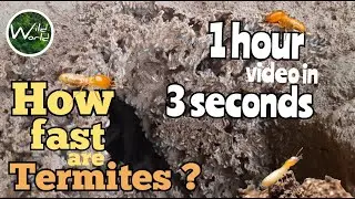 How fast are Termites? Wild World TV - Program - 16