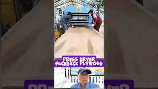 Pengerongan faceback triplek eksport di mesin press dryer