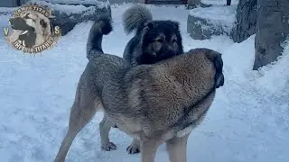 ЩЕНКИ АБОРИГЕННЫХ ГАМПРОВ.