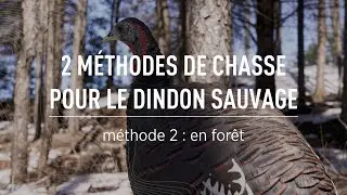 La chasse au dindon sauvage | La méthode en forêt
