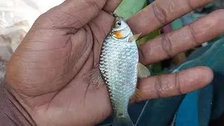 ''Amazing Puti Fish Catching in Beel&rdquo; || &ldquo;পুটি মাছের ধামাকা | Nonstop Puti Fish Catch in the Beel&rdquo;