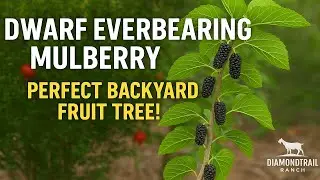 How to Grow Dwarf Everbearing Mulberries 🌱 | Complete Backyard Fruit Tree Guide