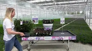 Addenda -  Instructievideo Hebe Addenda tuincentrum tafel opbouw