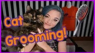 How to groom a long haired cat - Top tips for grooming a long-haired cat