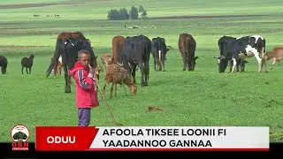 Tikseen Loonii aduun duumessaan haguugamtee akka iftuu hawwii qabu afoolan ibsa