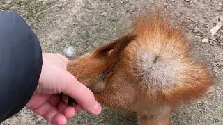 Funny squirrels show their characters