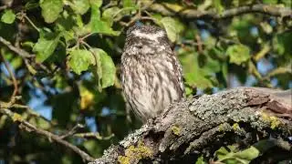 Steinkauz (Athene noctua) Warnruf, Scheingesicht