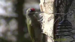 GR&Aring;SPETT  Grey-headed Woodpecker  (Picus canus)  Klipp - 1148