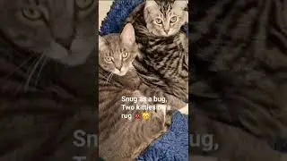Snug As A Bug, Two Cats On a Rug 🐞😽 #snuggle #cats #comfy #cute #pets #animals #love #bestfriends