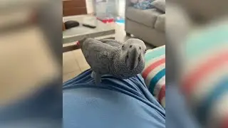 Update:  Woman stranded with her parrot in Puerto Rico is coming home
