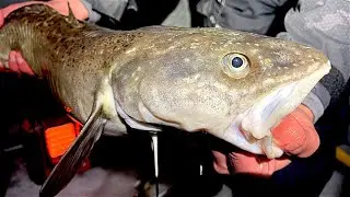 Lake Superior Ice Fishing Giant Burbot 2023