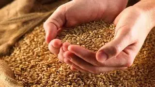 Wheat production in uttar pradesh