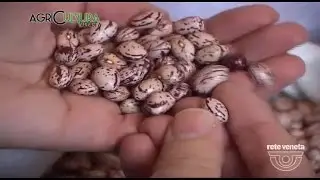AgriCULTURA VENETA - 03/12/2016 - FAGIOLI DEL FELTRINO
