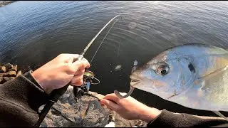 The cold weathers brings these strong fish !!  || Parramatta river soft plastic fishing ||