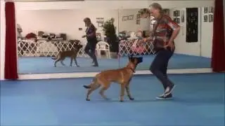Belgian Malinois Canine Freestyle Training