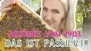 Völkerkontrolle nach 2 Wochen: So haben sich meine Bienen mit Erweiterung & Honigraum entwickelt!
