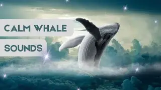 Whale Sound Meditation For Relaxation