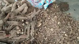 Oncek klembak bahan baku rokok klembak menyan
