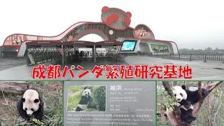 成都ジャイアントパンダ繁殖研究基地に行ってみた