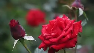Beautiful Rose 🌹 Blooming + No copyright romantic music || Royalty free background music