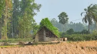 Peaceful Nature Video 🌿 Relaxing, Soft & Dreamy Ambient Meditation Music