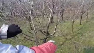 Uslužna rezidba voća-rezidba jabuke