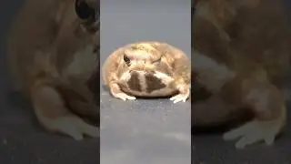 Rain frogs, wake up. short version 2 #rainfrog #commonrainfrog #frog #shorts
