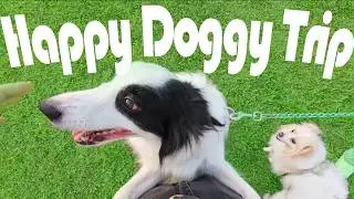 Doggy Bao's Vlog: Taking the dog out for a trip on weekends#dog #doggielife #relaxing #trip