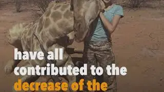 Giraffe Population Threatened