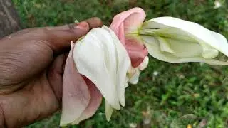 Agathi poo benifits