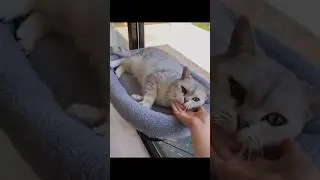 best cat beds on amazon (link in comment)