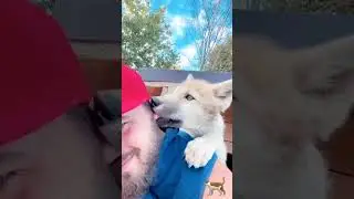 Winter Rescue: Man Saves Freezing Puppy During Blizzard | Unlikely Friendship #shorts