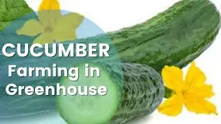Cucumber | Farming in Greenhouse | Organic Farming