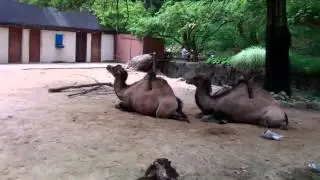 Two hump camel-romptrompstompohio