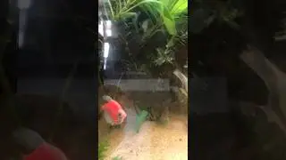 Fish tank🥰#fish #love #enjoy #peace #happy #free #status #shorts #short