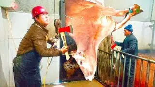VIDEO Cow HOOF TRIMMING, Feeding, Milking, Cleaning, HOOF CARE, Pretty Girl - SMART FARM #withme