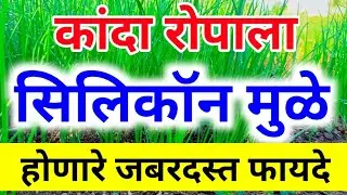 कांदा रोपाला सिलिकॉन मुळे होणारे जबरदस्त फायदे | कांदा रोप नियोजन | kanda ropala silicon cha vapar