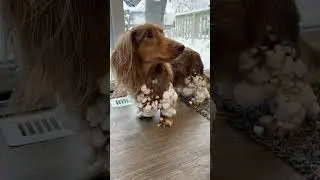 Long hair problems😅anyone else?? #dachshund #funnydogsoftiktok #dogsofttiktok #boostofhope