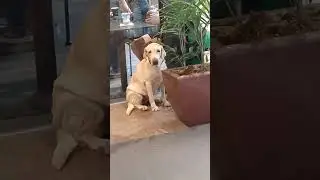 Beautiful Pet vlog by : Allan Adlawan Obeso